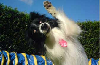 Chuchu Dogs - Foto 1