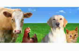 Casa Rural de Produtos Veterinários - Foto 1