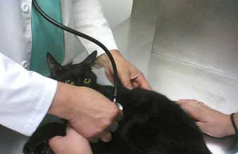 Clínica dos Bichos - Foto 1