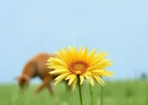 Prefeitura de Barreiras - BA