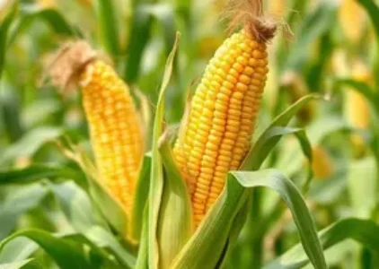 Últimas notícias de Barreiras