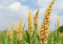 sorgo