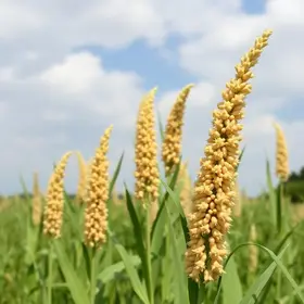 sorgo