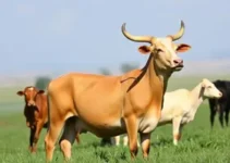 Fórum de Pecuária da Bahia