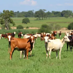 Fórum de Pecuária da Bahia