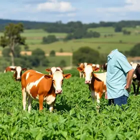 parceria na produção de leite na Bahia
