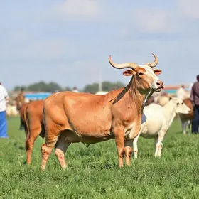 Conhecendo o Agro