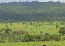Cerrado e El Niño
