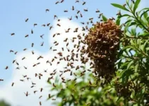 enxame de abelhas