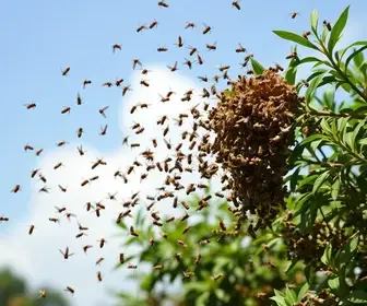 enxame de abelhas
