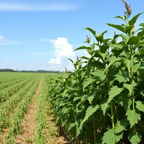 impacto do El Niño na soja do Cerrado