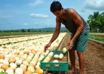 produção de ovos na Bahia